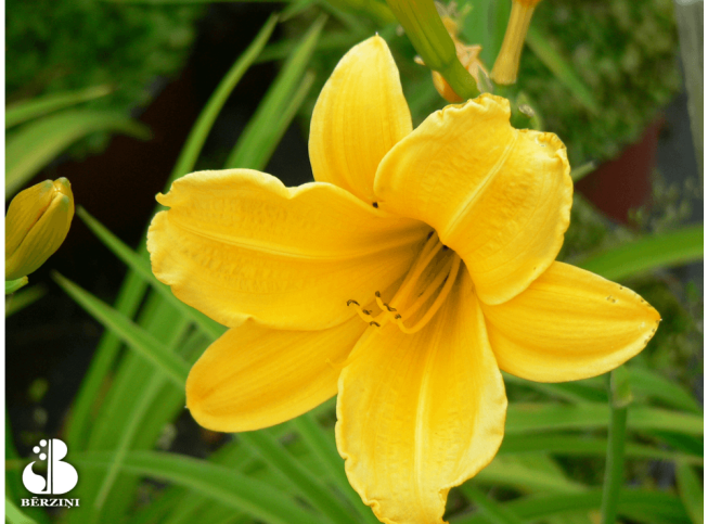 Hemerocallis   'Golden Gift'
